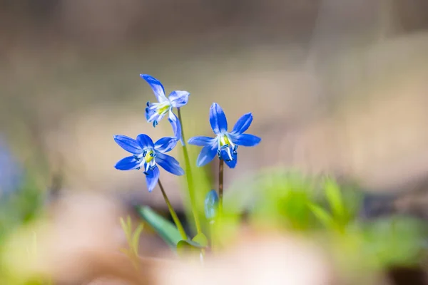 Close Blauwe Scilla Bloemen Een Bos Glade Vroege Lente Outdoor — Stockfoto