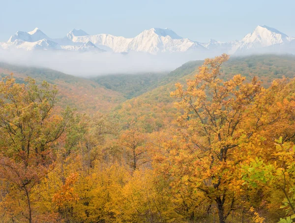 Bosque Rojo Otoñal Valle Montañoso Ante Cresta Montañosa Nieve — Foto de Stock