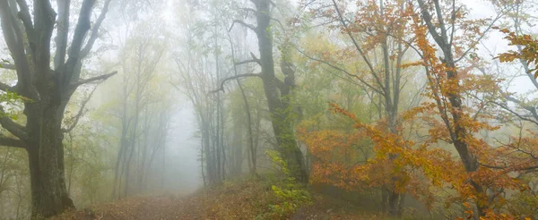 Berg Skog Blå Dimma Våt Höst Utomhus Scen — Stockfoto