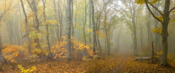 Ορεινό Δάσος Μια Μπλε Ομίχλη Υγρό Φθινόπωρο Υπαίθρια Σκηνή — Φωτογραφία Αρχείου