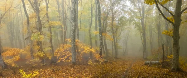 Berg Skog Blå Dimma Våt Höst Utomhus Scen — Stockfoto