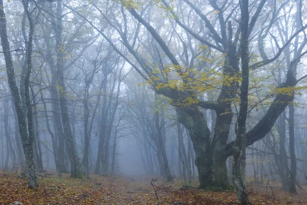 Wald Blauen Nebel Nasser Herbst Freien — Stockfoto