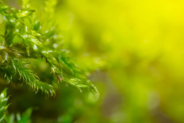 Detailní Makro Zelený Mech Rostlina Dobré Přírodní Pozadí — Stock fotografie