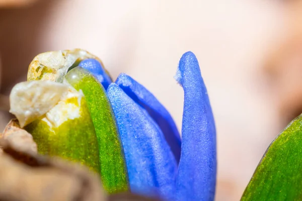 Closeup Maclo Blue Snowdrop Scilla Flower Spring Background — Stock Photo, Image