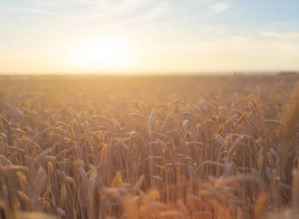 Крупным Планом Пшеничное Поле Закате Сельскохозяйственная Сцена — стоковое фото