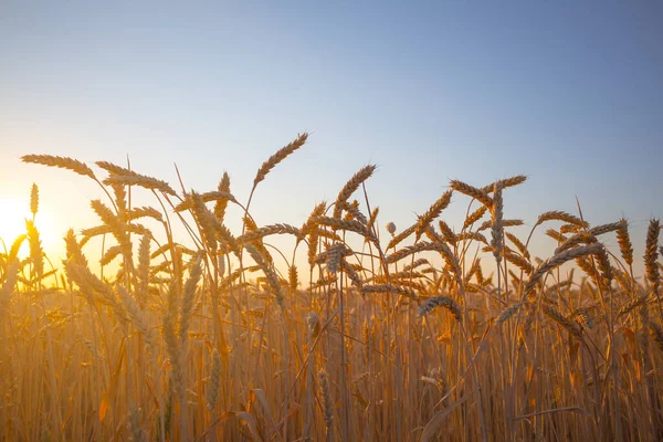 Câmpul Grâu Închidere Apusul Soarelui Scena Agricolă — Fotografie, imagine de stoc