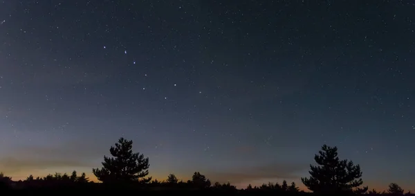 Constelación Ursa Major Cielo Estrellado Nocturno Sobre Pino Fondo Liso — Foto de Stock