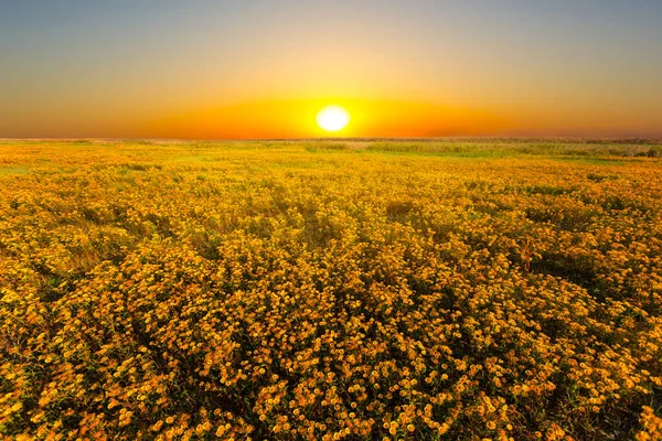 Pole Pokryté Květinami Při Dramatickém Západu Slunce — Stock fotografie