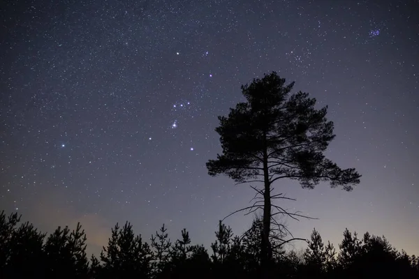 Constelación Orión Cielo Estrellado Nocturno Sobre Solo Pino Fondo Nocturno — Foto de Stock