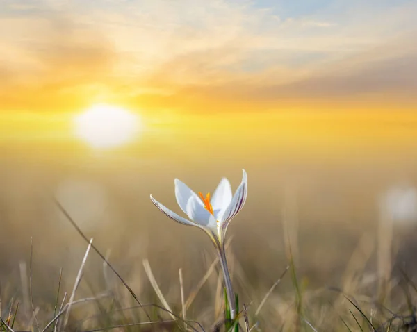Gün Batımında Bir Çayır Arasında Yakın Plan Beyaz Kır Çiçeği — Stok fotoğraf