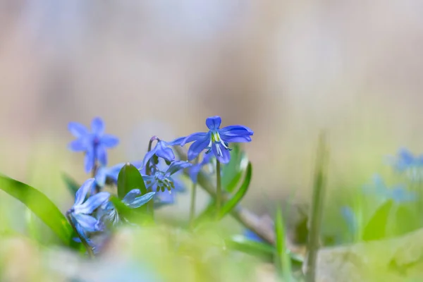 青い雪のドロップ森の中のシラの花 春の屋外の背景 — ストック写真