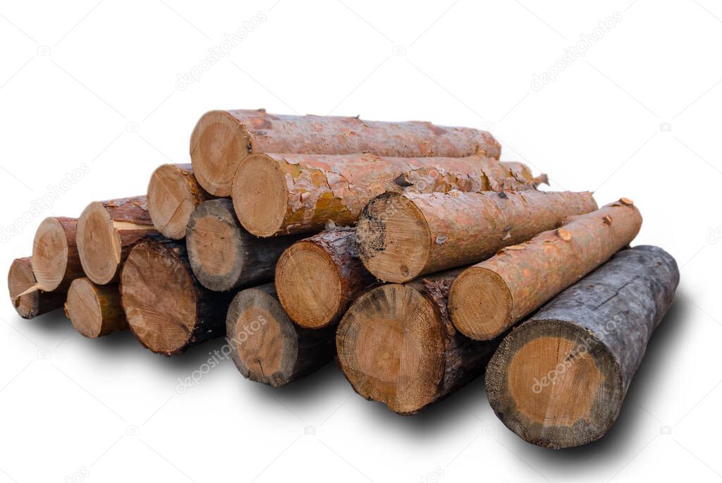 closeup heap of pine tree trunk isolated on a white background
