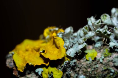 Yakın plan mikro liken ağaçta, doğal mikro bitki arka planında