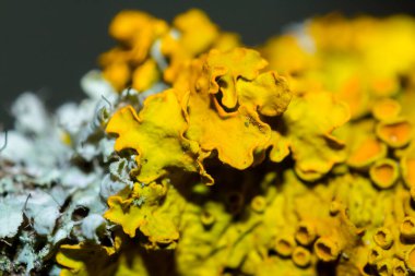 Yakın plan mikro liken ağaçta, doğal mikro bitki arka planında