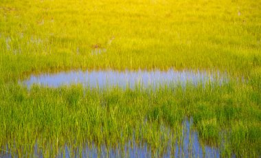 Yeşil bir tarlada küçük bir su birikintisi.