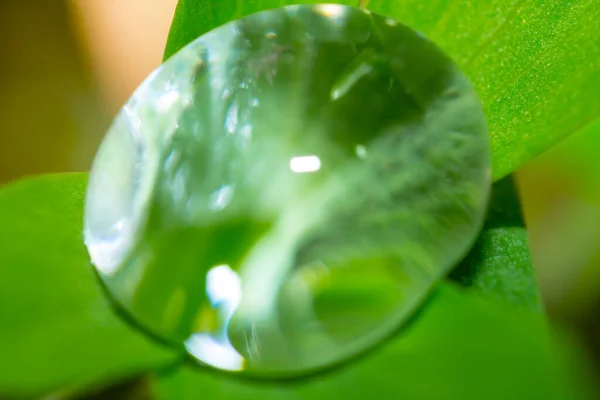 Крупним Планом Крапля Води Зеленому Листі Мікро Натуральний Фон — стокове фото