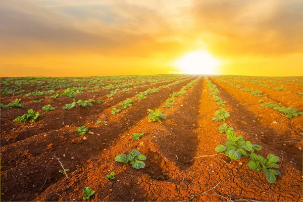 Campo Patatas Atardecer Dramático Escena Agrícola Aire Libre — Foto de Stock