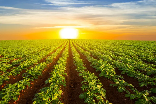 Patates tarlası dramatik günbatımında, açık tarım sahnesinde