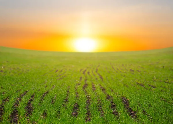 Campo Rural Verde Una Colina Atardecer — Foto de Stock