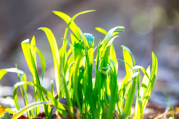 Närbild Hög Med Grönt Gräs Skog — Stockfoto