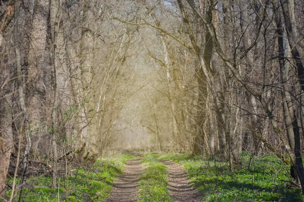 Грунтовая Дорога Через Весенний Лес — стоковое фото