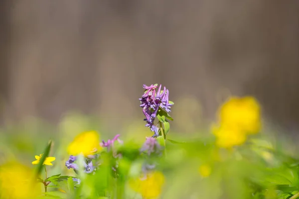Primer Plano Brillo Flor Violeta Bosque Fondo Primavera Aire Libre — Foto de Stock