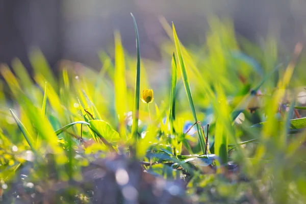 Detailní Hromada Zelené Trávy Lese — Stock fotografie