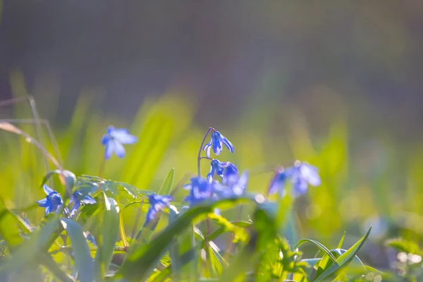 Closeup Blue Snowdrop Scilla Flowers Spring Forest — Stock Photo, Image