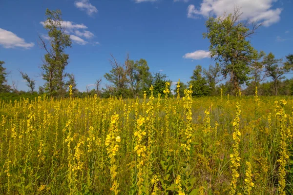 夏日的草原 蓝天下开满了野花 — 图库照片