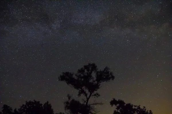 Cielo Estrellado Noche Con Silueta Árbol Solo —  Fotos de Stock