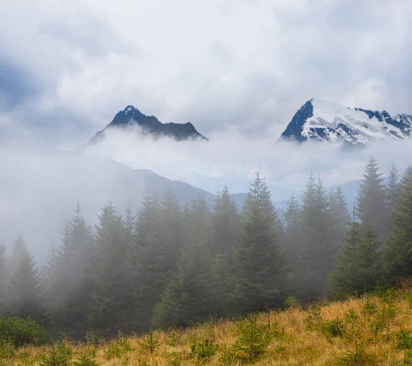 在浓密的云雾中的山谷 在薄雾中的山坡上的森林 — 图库照片