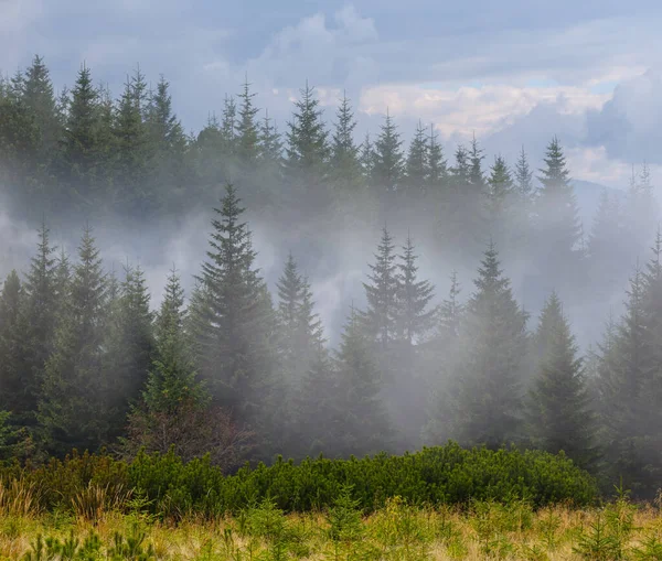 山坡上雾气缭绕的冷杉林 — 图库照片