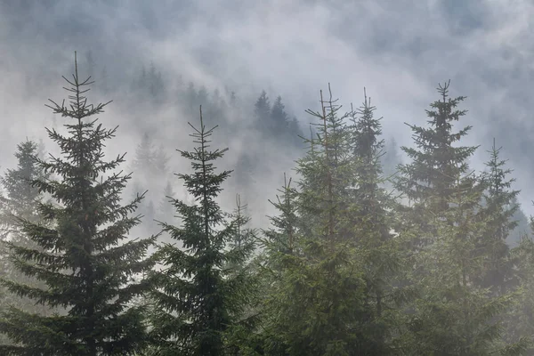 Gran Träd Skog Dimma Berget Sluttningen — Stockfoto