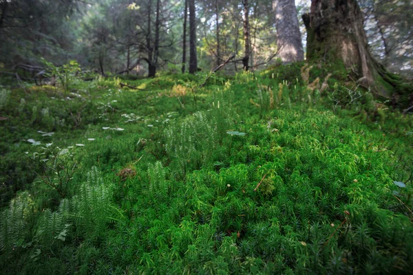 Nahaufnahme Grüne Waldlichtung Mit Einem Moos Bedeckt — Stockfoto