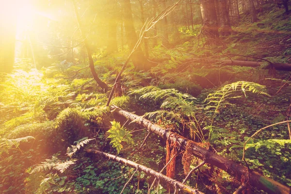 Krzak Paproci Lesie Świetle Słońca Wczesnoporanna Scena Leśna — Zdjęcie stockowe