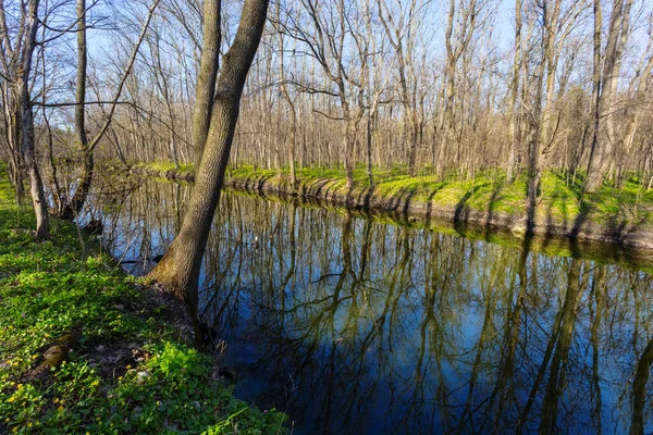 Pequeño Río Tranquilo Fluye Través Del Bosque Primavera — Foto de Stock