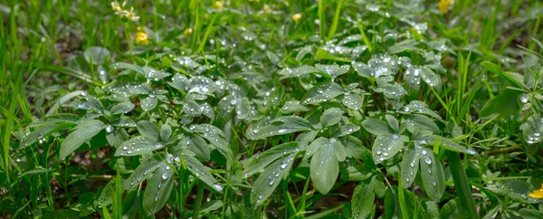 Closeup Wet Grass Water Drop Rain — Stock Photo, Image