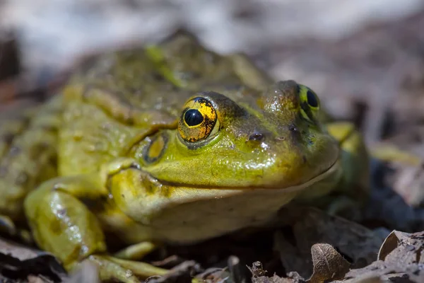 Gros Plan Énorme Grenouille Assis Sur Sol — Photo