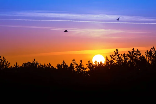 Coucher Soleil Spectaculaire Sur Silhouette Forêt Fond Soirée Plein Air — Photo