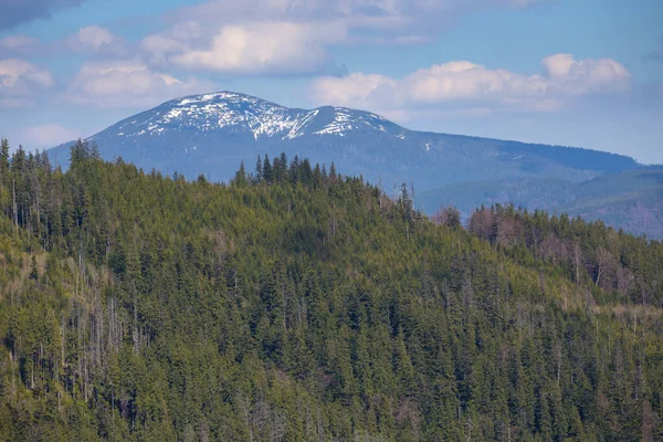 Yeşil Ormanın Üzerinde Karla Kaplı Bir Dağ — Stok fotoğraf