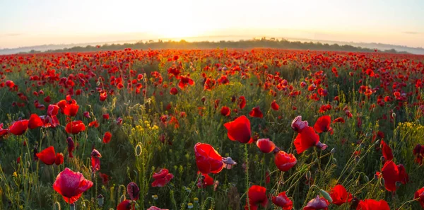 Field Red Poppy Early Morning — Stock Photo, Image