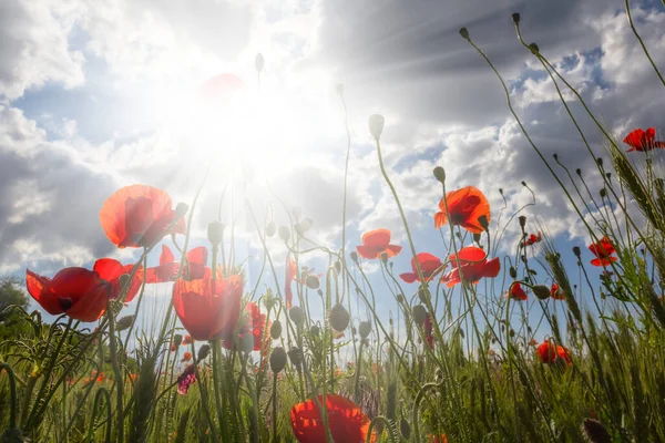 Closeup Red Poppy Flowers Light Sun — Stock Photo, Image