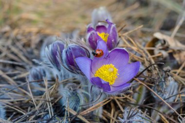 Kapalı menekşe yabani çiçek bir çimenlikte