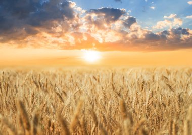 Günbatımında altın buğday tarlası, tarım manzarası