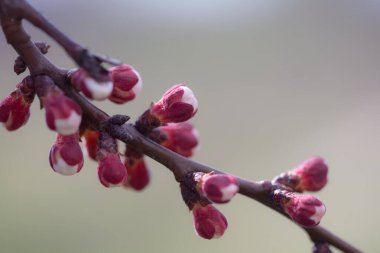 Bahar arkaplanı çiçek açan kayısı ağacı dalını kapatın.