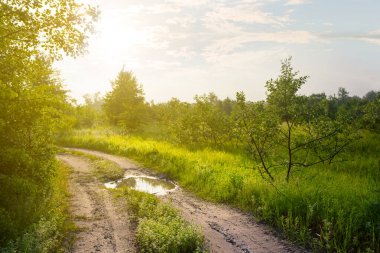 Yeşil tarlaların arasındaki toprak yolu güneş ışığı altında, kırsal arka planda.