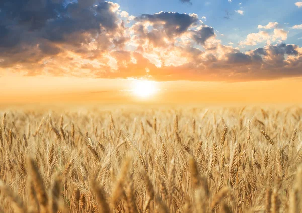Goudkorenveld Bij Zonsondergang Landbouwscene — Stockfoto