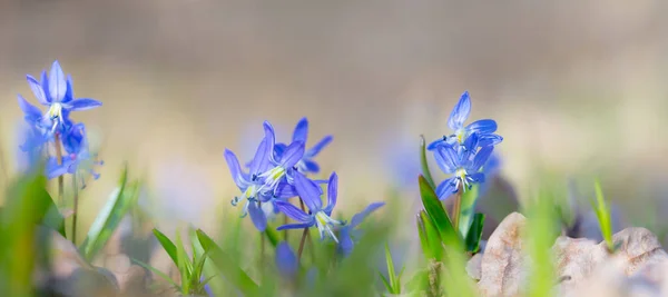 Closeup Blue Snowdrop Scilla Flowers Forest Outdoor Spring Background — Stock Photo, Image