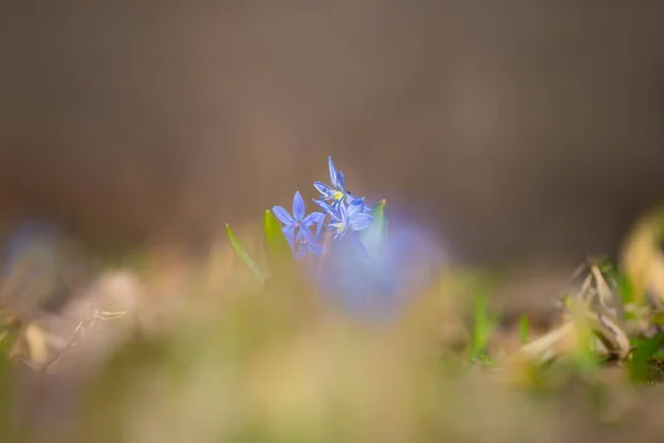森の中の青い雪の雫のシラの花春の屋外の背景 — ストック写真