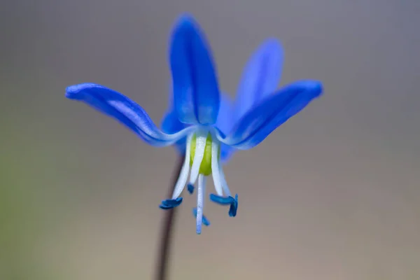 Detailní Záběr Sám Modrý Sníh Květiny Jarní Pozadí — Stock fotografie